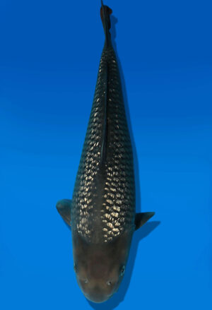 Koi Auktion Dainichi GinrinSoragoi JumboTosai SoraXGinrinSora - 45cm KT04-2702