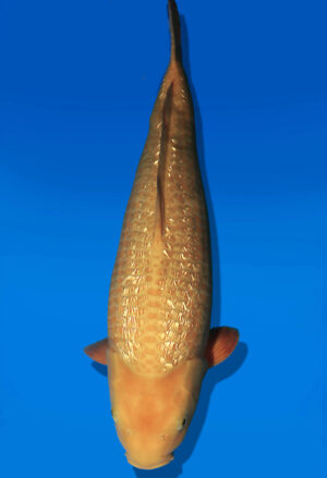 Koi Auktion Dainichi GinrinKarashigoi JumboTosai YellowMonkey - 51cm KT04-2703