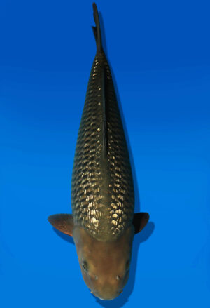 Koi Auktion Dainichi GinrinChagoi JumboTosai BrownMonkey - 52cm KT04-2704