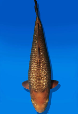 Koi Auktion Dainichi Chagoi JumboTosai BrownMonkey - 46cm KT05-2705