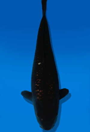 Koi Auktion Dainichi BlackDiamond JumboTosai BlackZeus - 44cm KT05-2706