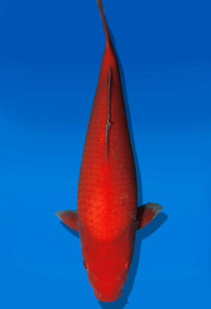Koi Auktion Dainichi Benigoi JumboTosai RedTiger - 35cm KT05-2707