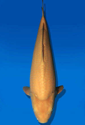 Koi Auktion Dainichi Karashigoi JumboTosai YellowMonkey - 53cm KT05-2708