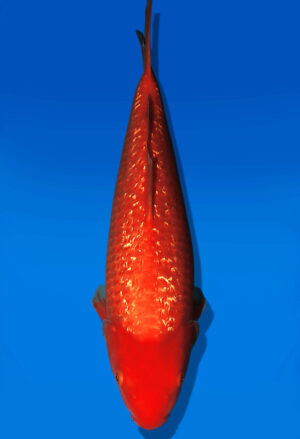Koi Auktion Dainichi Benigoi JumboTosai RedTiger - 45cm KT05-2709