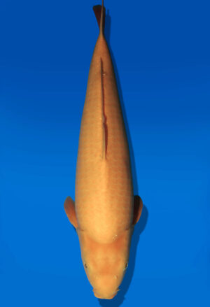 Koi Auktion Dainichi Karashigoi JumboTosai YellowMonkey - 50cm KT05-2710