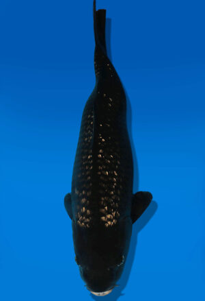 Koi Auktion Dainichi BlackDiamond JumboTosai BlackZeus - 16cm KT05-2711