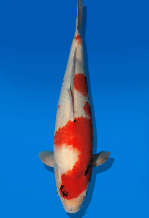 Koi Auktion Dainichi Showa JumboTosai WhiteMonroe - 44cm GT01-2736
