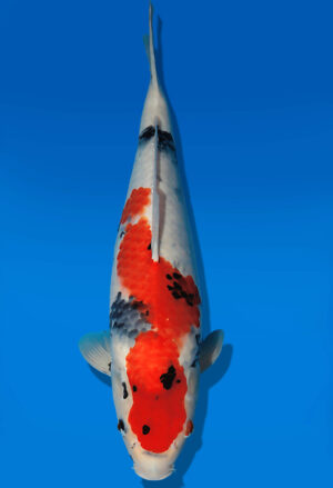 Koi Auktion Dainichi Showa JumboTosai WhiteMonroe - 46cm GT01-2737