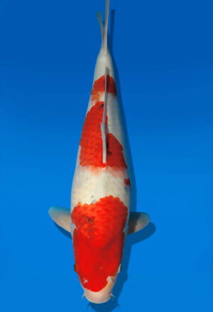 Koi Auktion Dainichi Showa JumboTosai WhiteMonroe - 44cm GT01-2718