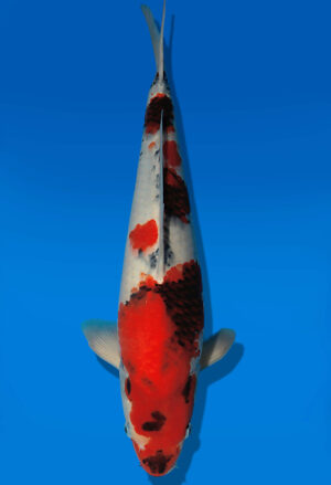 Koi Auktion Dainichi Showa JumboTosai Monroe - 44cm GT01-2719