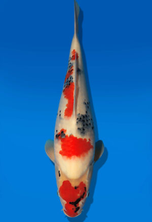 Koi Auktion Dainichi Showa JumboTosai WhiteMonroe - 43cm GT01-2738