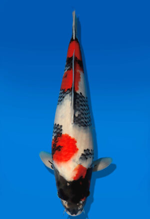 Koi Auktion Dainichi Showa JumboTosai WhiteMonroe - 41cm GT01-2720