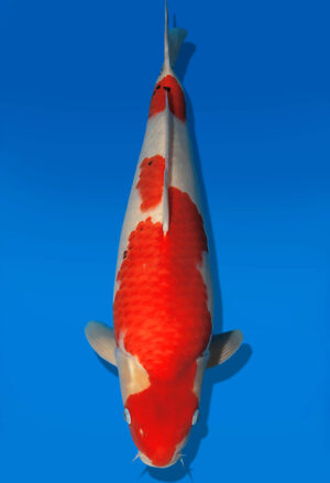Koi Auktion Dainichi Showa JumboTosai WhiteMonroe - 47cm GT01-2739