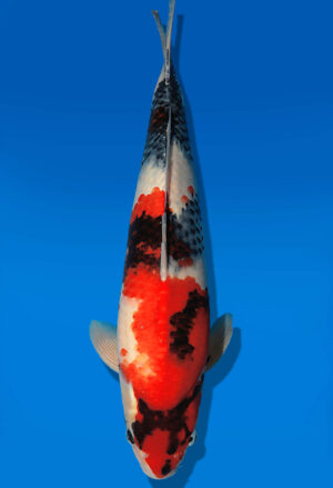 Koi Auktion Dainichi Showa JumboTosai WhiteMonroe - 45cm GT01-2721
