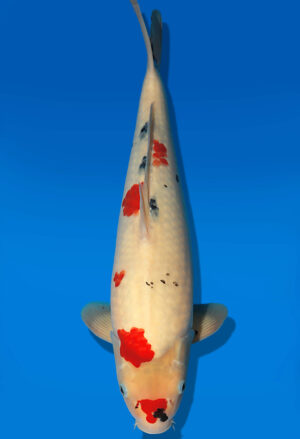 Koi Auktion Dainichi Showa JumboTosai WhiteMonroe - 47cm GT02-2722