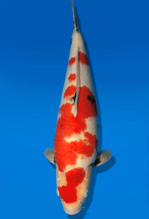Koi Auktion Dainichi Showa JumboTosai WhiteMonroe - 40cm GT02-2723