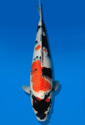 Koi Auktion Dainichi Showa JumboTosai WhiteMonroe - 40cm GT02-2724