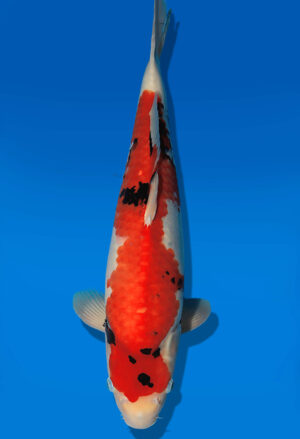 Koi Auktion Dainichi Showa JumboTosai WhiteMonroe - 45cm GT02-2725