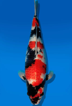 Koi Auktion Dainichi Showa JumboTosai WhiteMonroe - 43cm GT02-2726
