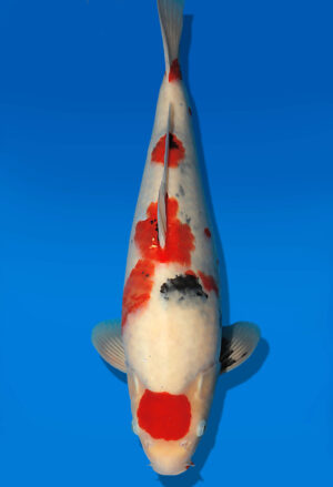 Koi Auktion Dainichi Showa JumboTosai WhiteMonroe - 40cm GT02-2727