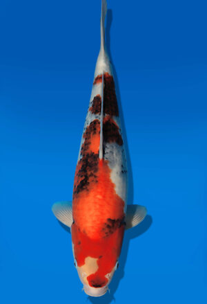 Koi Auktion Dainichi Showa JumboTosai WhiteMonroe - 45cm GT02-2728