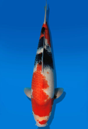 Koi Auktion Dainichi Showa JumboTosai WhiteMonroe - 37cm GT02-2740