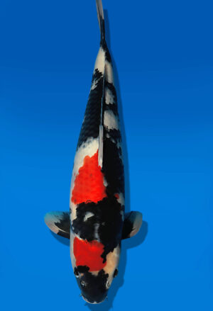 Koi Auktion Dainichi Showa JumboTosai WhiteMonroe - 46cm GT03-2741