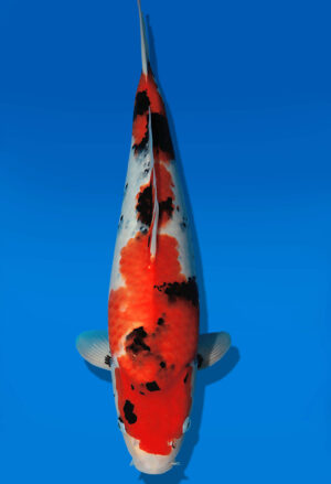 Koi Auktion Dainichi Showa JumboTosai WhiteMonroe - 45cm GT03-2729