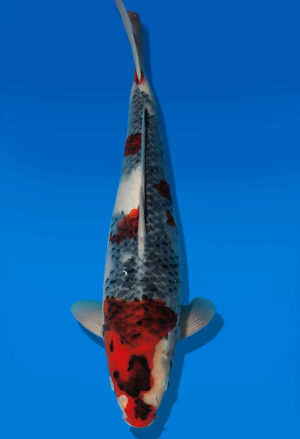 Koi Auktion Dainichi Showa JumboTosai WhiteMonroe - 39cm GT03-2730