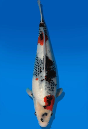 Koi Auktion Dainichi Showa JumboTosai NewMonroe - 45cm GT03-2731