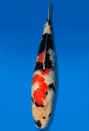 Koi Auktion Dainichi Showa JumboTosai WhiteMonroe - 48cm GT03-2732
