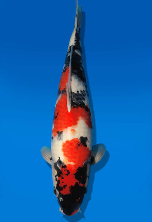 Koi Auktion Dainichi Showa JumboTosai WhiteMonroe - 44cm GT03-2733