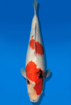 Koi Auktion Dainichi Showa JumboTosai WhiteMonroe - 40cm GT03-2734