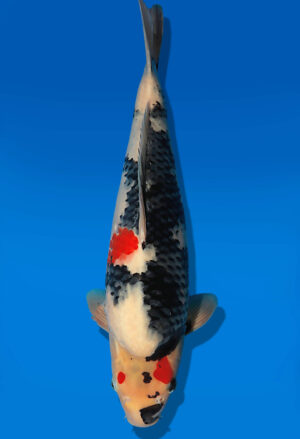 Koi Auktion Dainichi Showa JumboTosai WhiteMonroe - 43cm GT13-2742