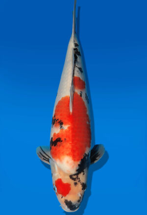 Koi Auktion Dainichi Showa JumboTosai WhiteMonroe - 43cm GT03-2735