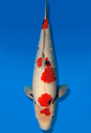 Koi Auktion Dainichi Showa JumboTosai WhiteMonroe - 47cm GT03-2743