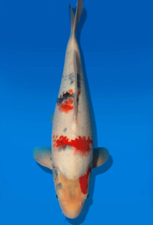 Koi Auktion Dainichi Showa JumboTosai WhiteMonroe - 40cm GT03-2744