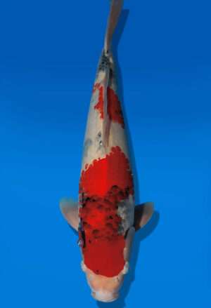 Koi Auktion Dainichi Showa JumboTosai WhiteMonroe - 44cm GT04-2753