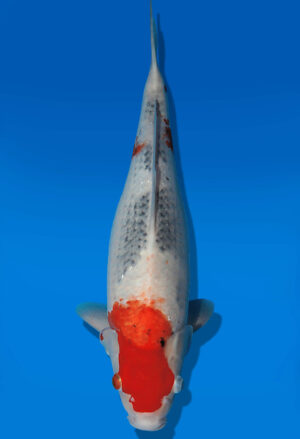 Koi Auktion Dainichi Soragoi JumboTosai SoraXGinrinSora - 43cm GT04-2752