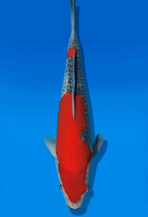 Koi Auktion Kanno Goshiki JumboTosai Kanno - 34cm GT04-2762