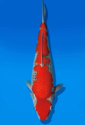 Koi Auktion Kanno Goshiki JumboTosai Kanno - 36cm GT04-2749