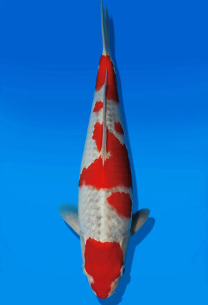 Koi Auktion Kanno Goshiki JumboTosai Kanno - 37cm GT04-2745