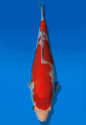 Koi Auktion Kanno Goshiki JumboTosai Kanno - 34cm GT04-2754