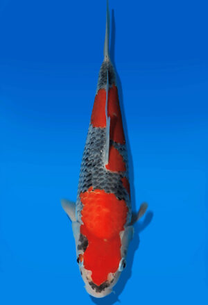 Koi Auktion Kanno Goshiki JumboTosai Kanno - 38cm GT04-2763