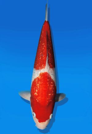 Koi Auktion Dainichi GinrinKohaku JumboTosai XGinrinKohaku - 40cm GT04-2760