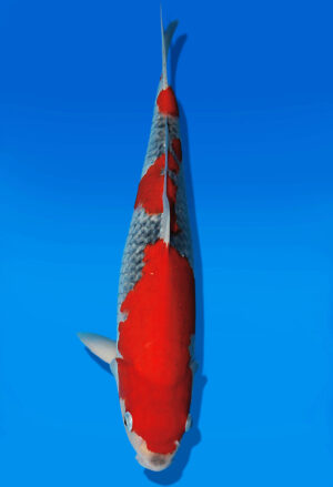 Koi Auktion Kanno Kohaku JumboTosai Kanno - 36cm GT04-2751
