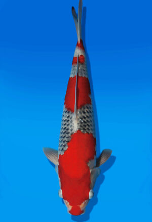 Koi Auktion Kanno Goshiki JumboTosai Kanno - 36cm GT04-2758