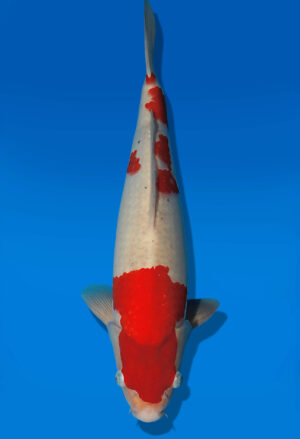 Koi Auktion Kanno Goshiki JumboTosai Kanno - 42cm GT04-2747