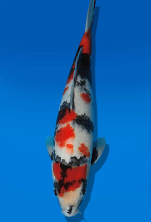 Koi Auktion Dainichi Showa JumboTosai Monroe - 32cm GT04-2755