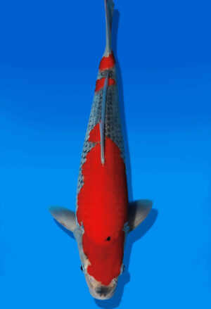 Koi Auktion Kanno Goshiki JumboTosai Kanno - 36cm GT04-2756